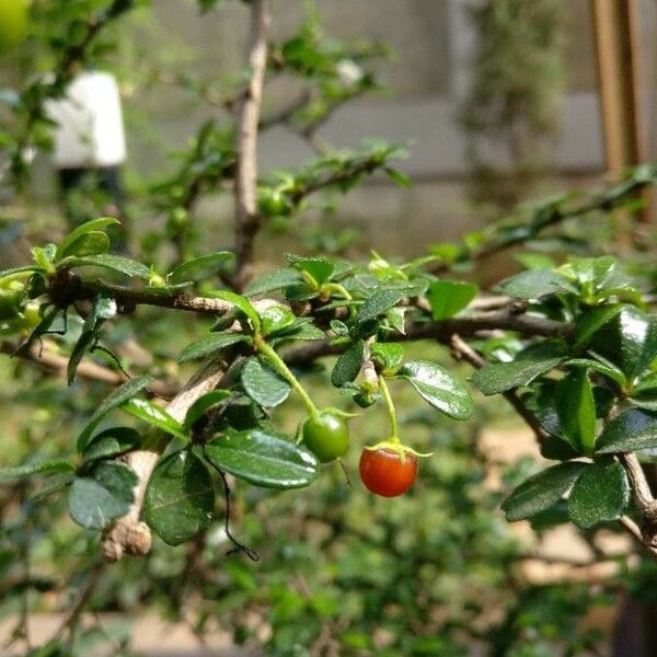 Ehretia microphylla Frukt