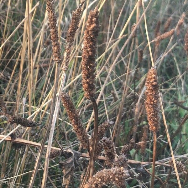 Phleum arenarium Õis