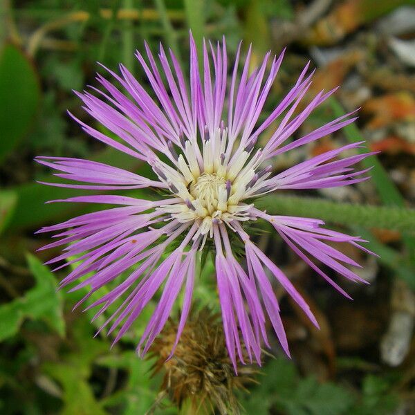 Galactites tomentosus Квітка