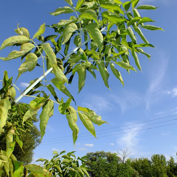 Acer negundo Folla