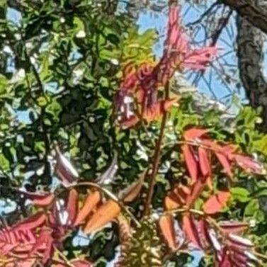 Acrocarpus fraxinifolius Leaf
