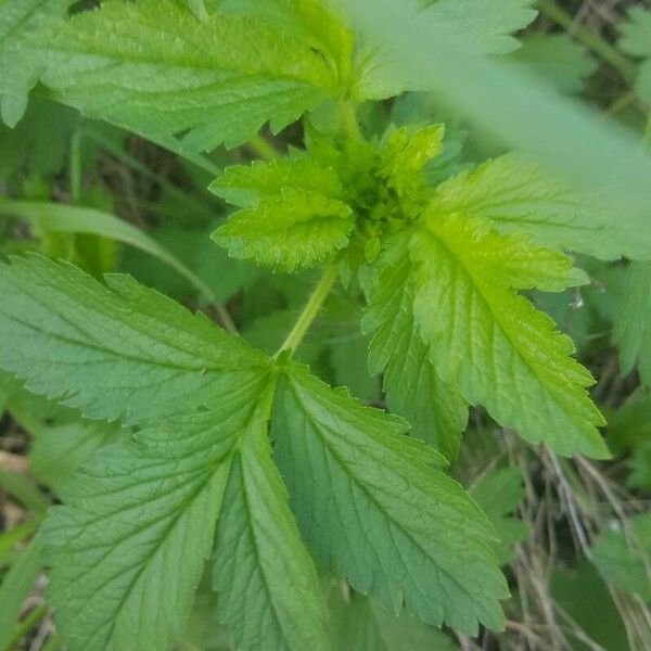 Potentilla norvegica Ліст