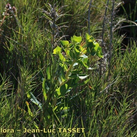 Euphorbia isatidifolia Агульны выгляд