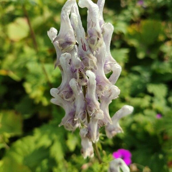 Aconitum orientale Blüte