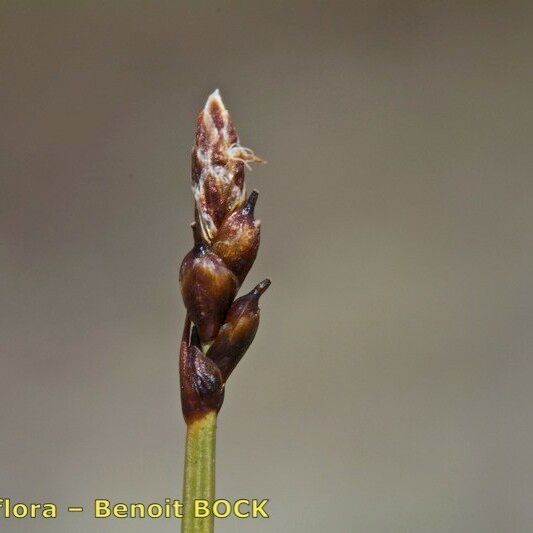 Carex rupestris Owoc