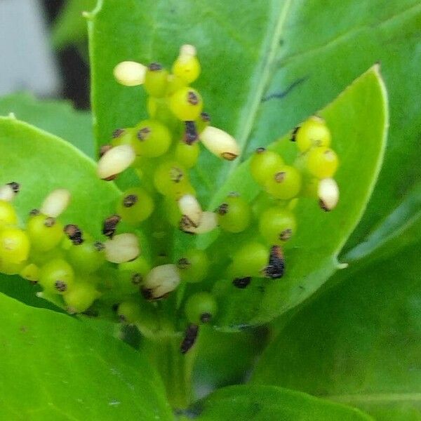 Sarcandra glabra Flower