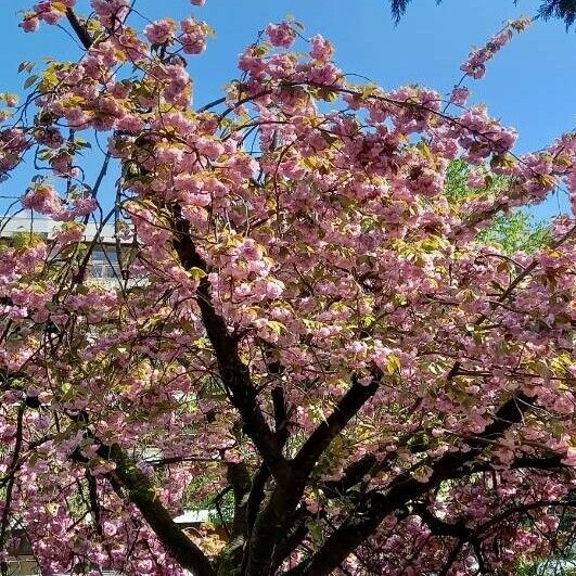 Prunus serrulata Celota