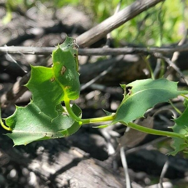 Mutisia spinosa Leaf