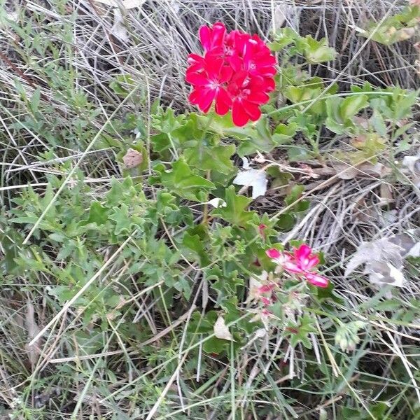 Pelargonium peltatum موطن