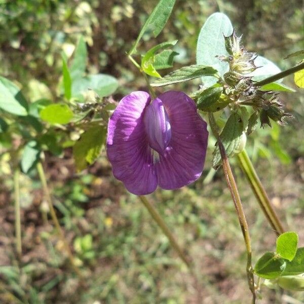 Centrosema virginianum പുഷ്പം