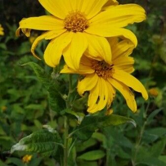 Helianthus strumosus Blomma