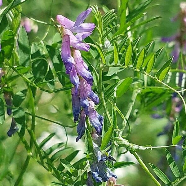 Vicia cracca Flors