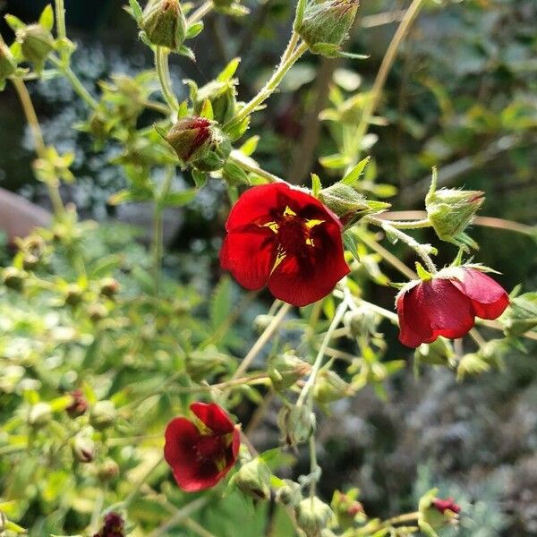 Potentilla thurberi फूल