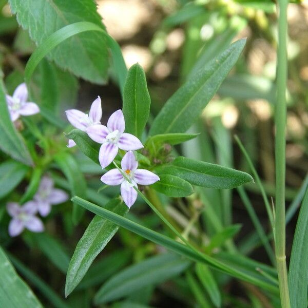 Oldenlandia corymbosa Kwiat