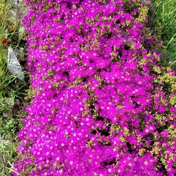 Delosperma cooperi 花