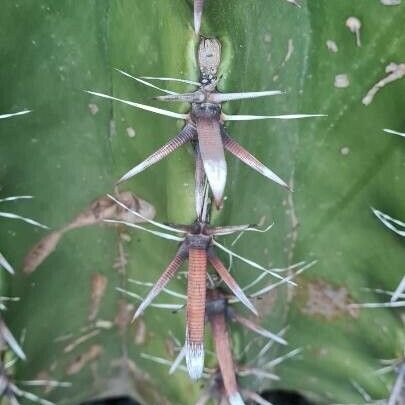 Ferocactus herrerae Hostoa