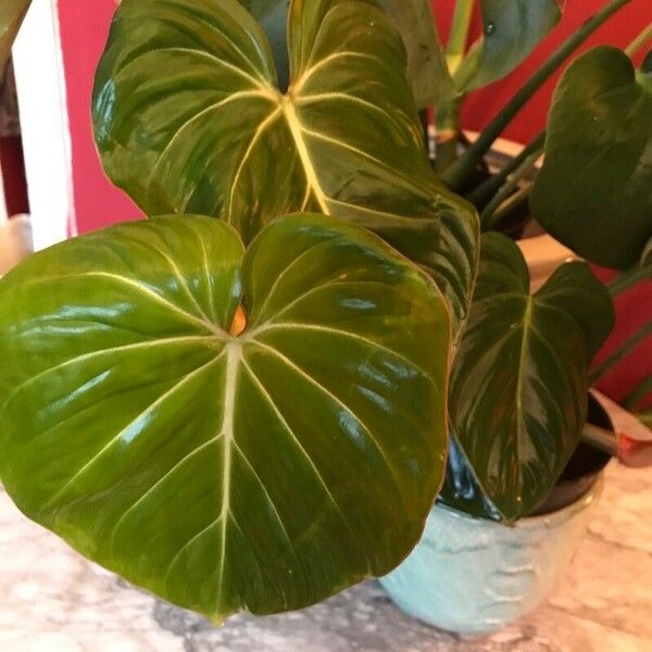 Philodendron gloriosum Folha