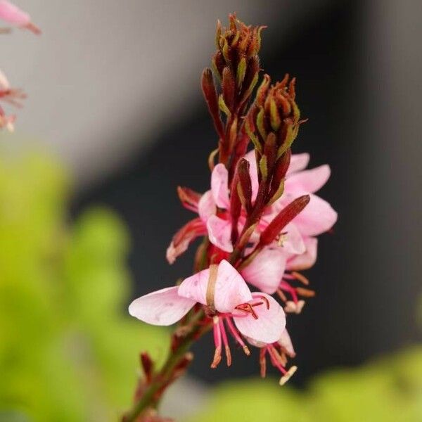 Oenothera gaura Kwiat