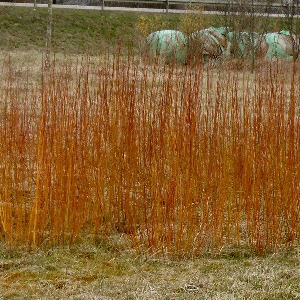 Salix viminalis Tervik taim