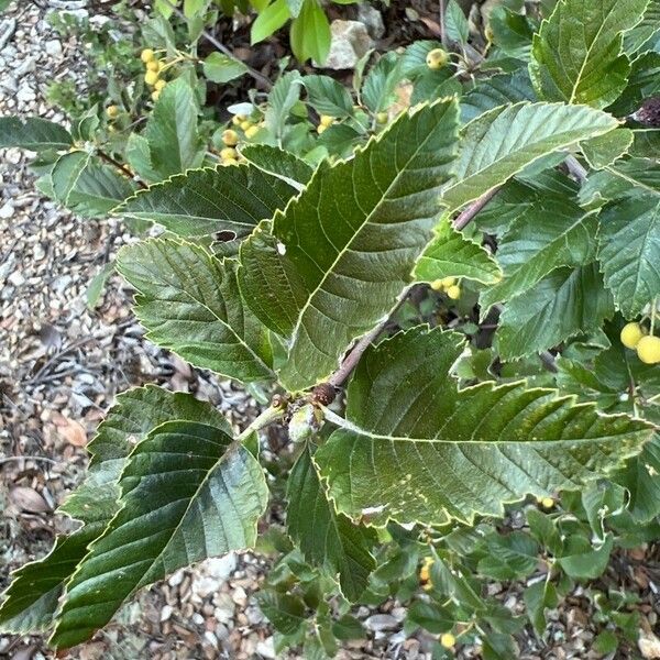 Hedlundia mougeotii Blad