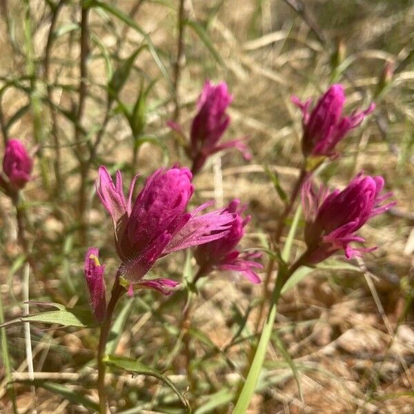 Castilleja elegans Blüte