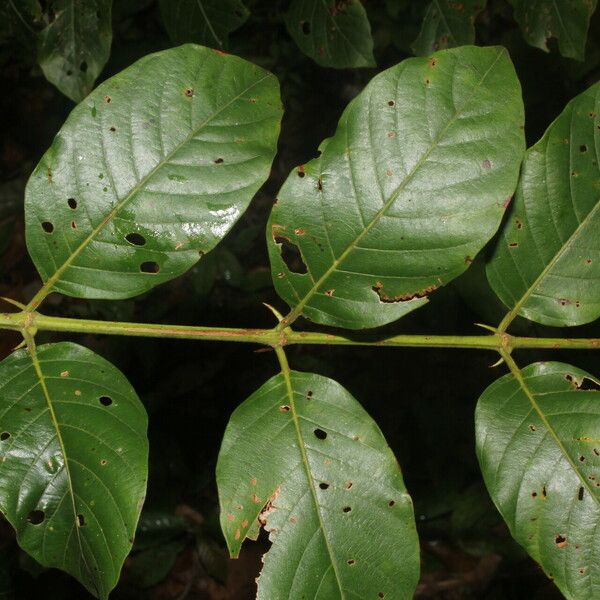 Uncaria tomentosa Fulla