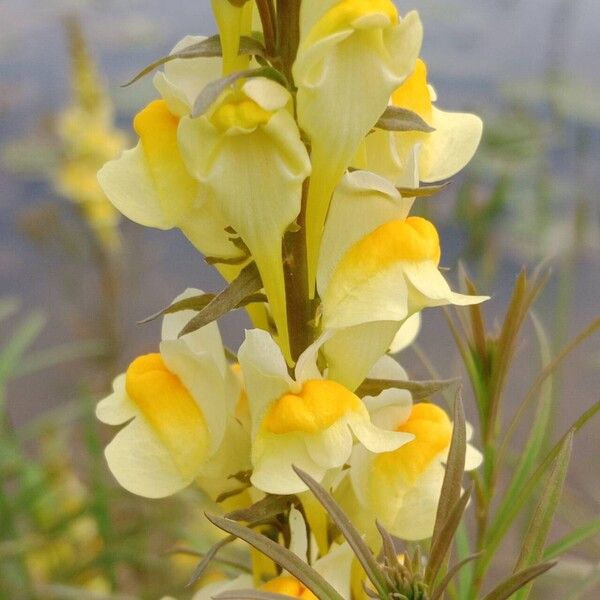 Linaria vulgaris Žiedas