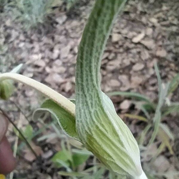 Phlomis lychnitis Folha