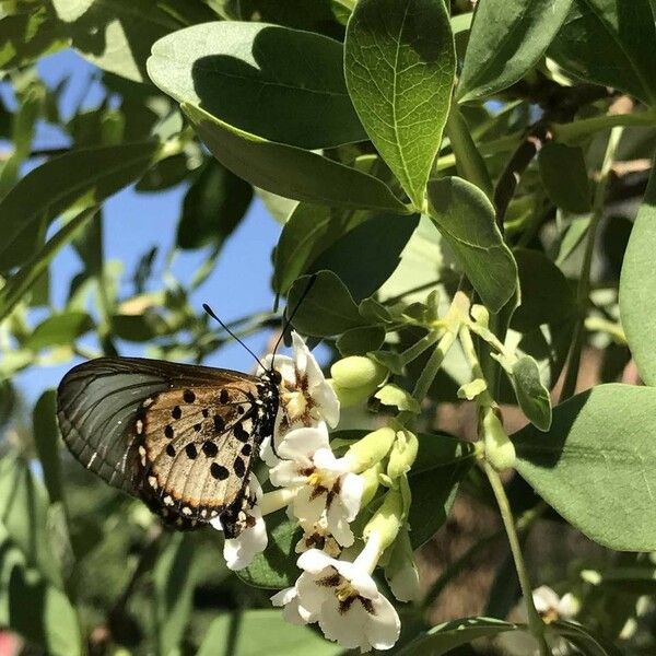 Schrebera alata Blüte