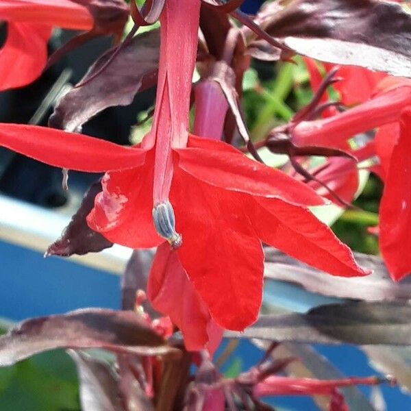 Lobelia cardinalis Blüte