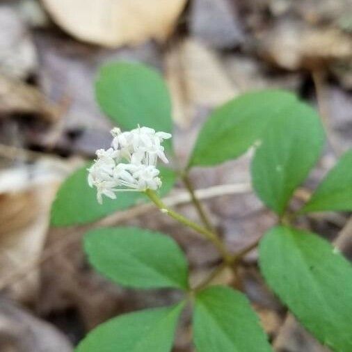 Panax trifolius Λουλούδι