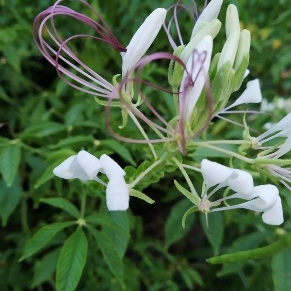 Cleome gynandra Žiedas