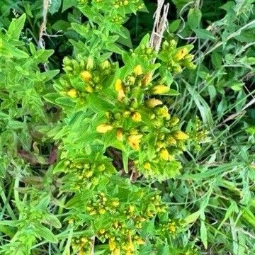 Hypericum mutilum Leaf