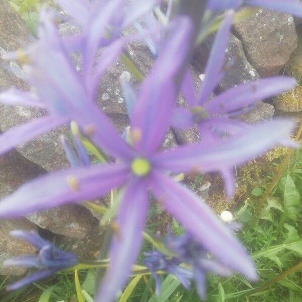 Camassia quamash Flower