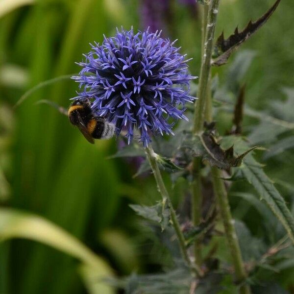 Echinops bannaticus Flower