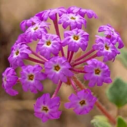 Abronia umbellata Flower