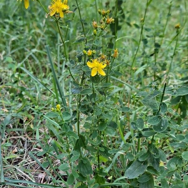 Hypericum pulchrum Habit