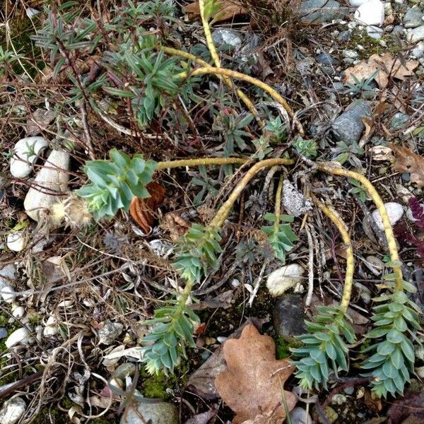 Euphorbia myrsinites (Blue spurge)