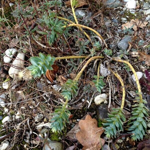 Euphorbia myrsinites Habit