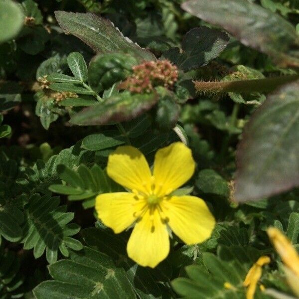 Tribulus cistoides Květ