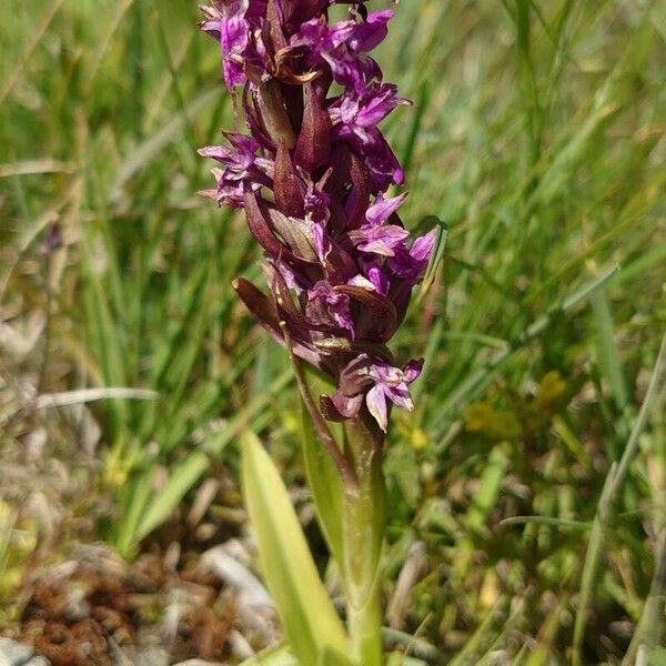 Dactylorhiza incarnata Hábitos