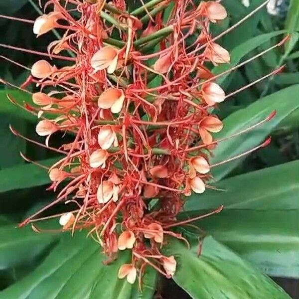 Hedychium coccineum 花