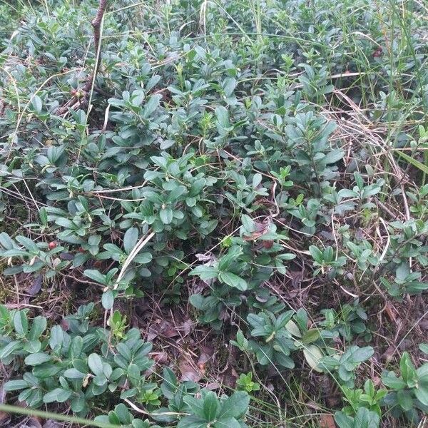 Ilex vomitoria Habit