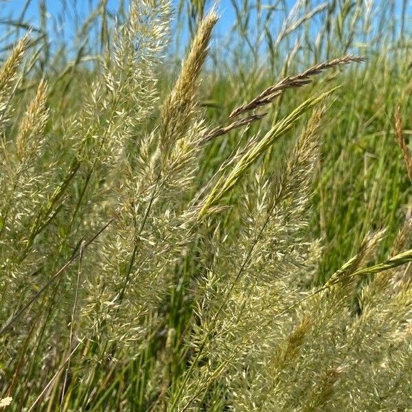 Trisetaria panicea Leaf