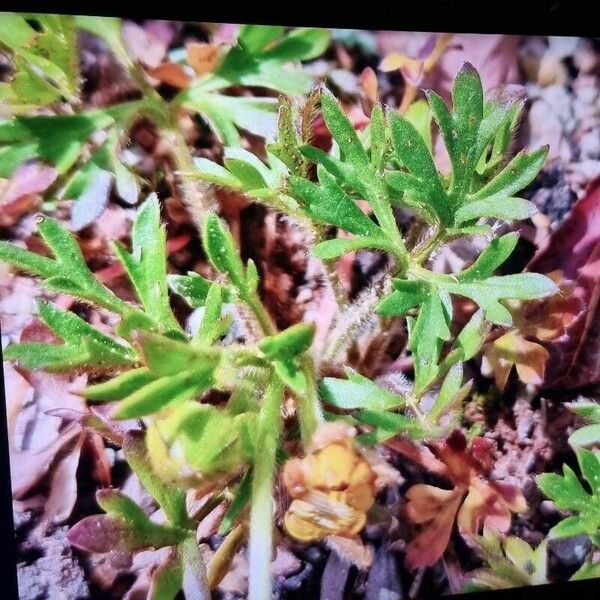 Ranunculus paludosus Blatt