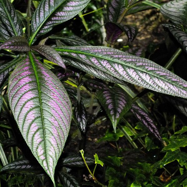 Strobilanthes auriculata Leaf