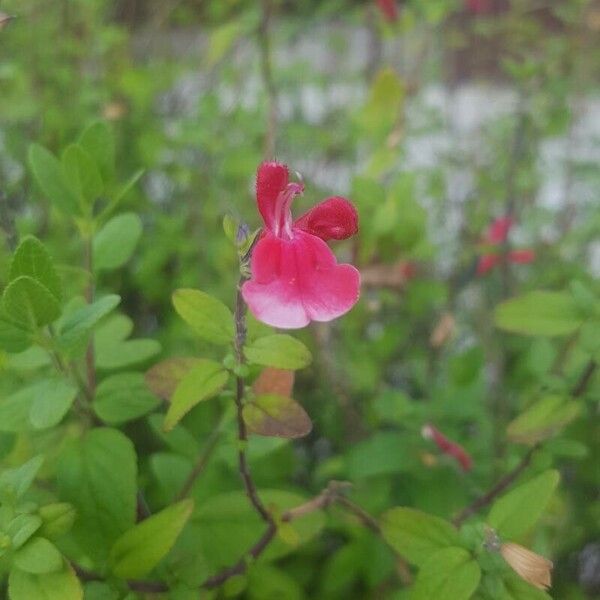 Salvia microphylla 花