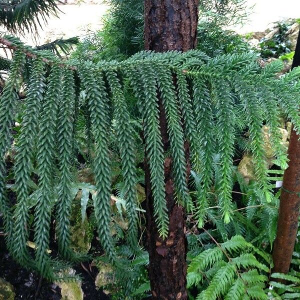 Araucaria laubenfelsii 整株植物