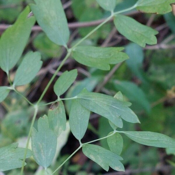 Thalictrum minus Hostoa