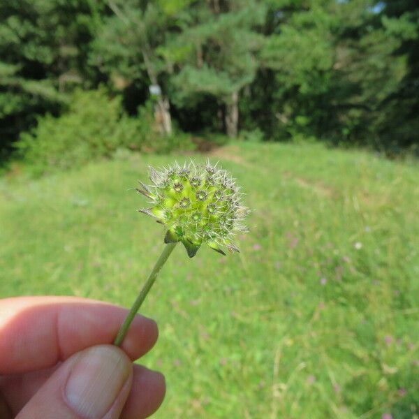 Knautia arvensis Fruit